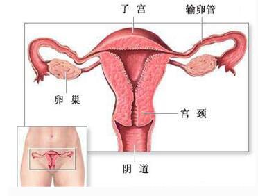 阴道口为什么会红肿,痒