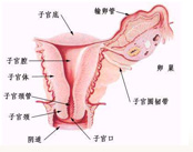 zt_hpv_dingyi_img.jpg