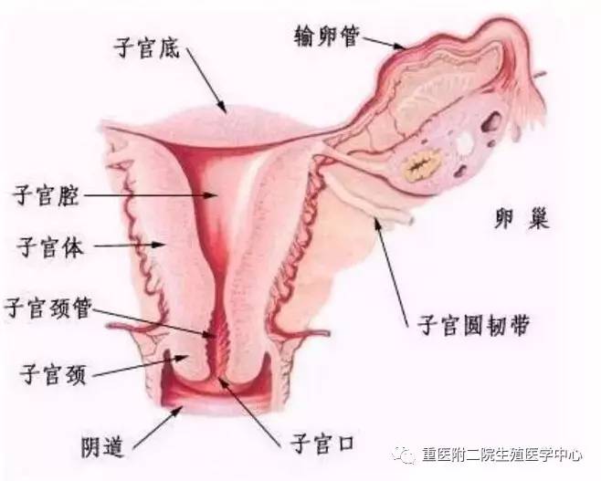 月经不调?可能背后另有“元凶”-子宫原因