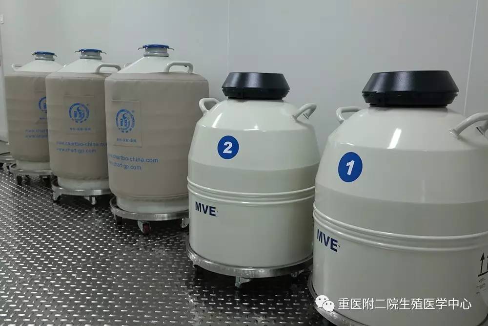 我们发育成“桑椹胚”，顾名思义，就是像桑葚那样有许多细胞团团围在一起