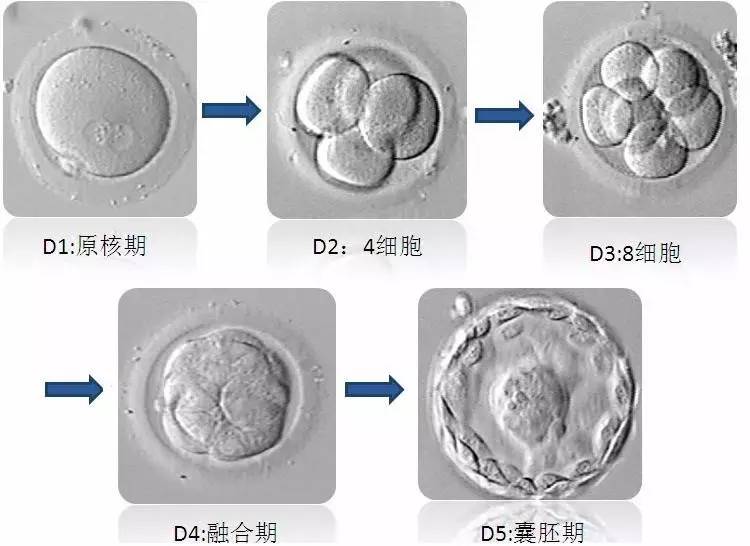 　移植后12-14天：回院抽血验孕