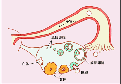 真正的盆腔炎